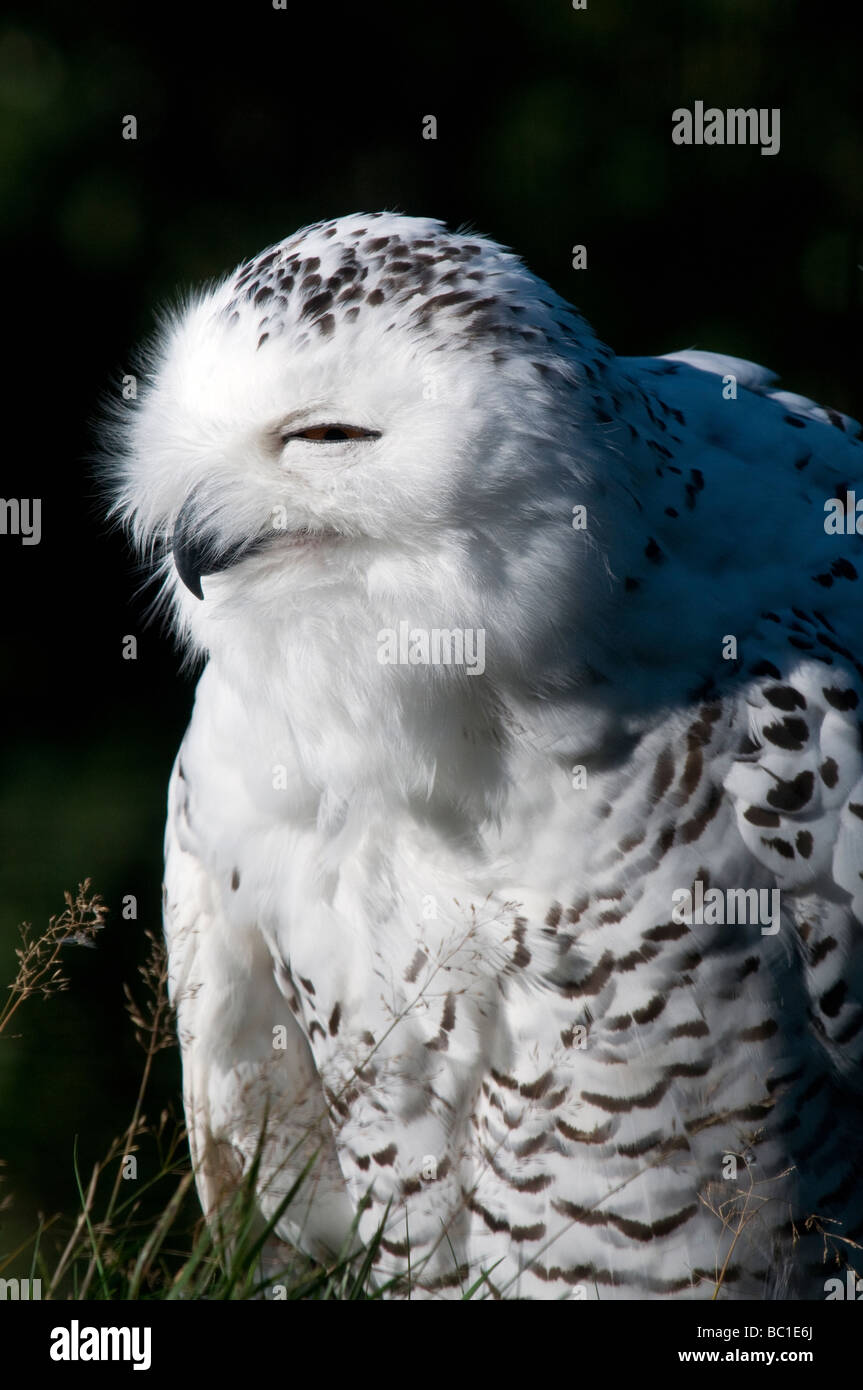 close up of a female snowy owl nyctea scandiaca Stock Photo