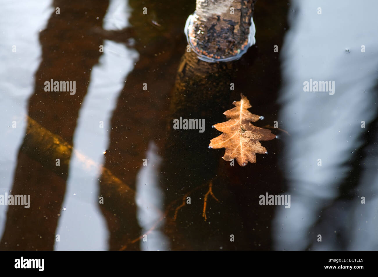 artistic view of shapes in nature Stock Photo