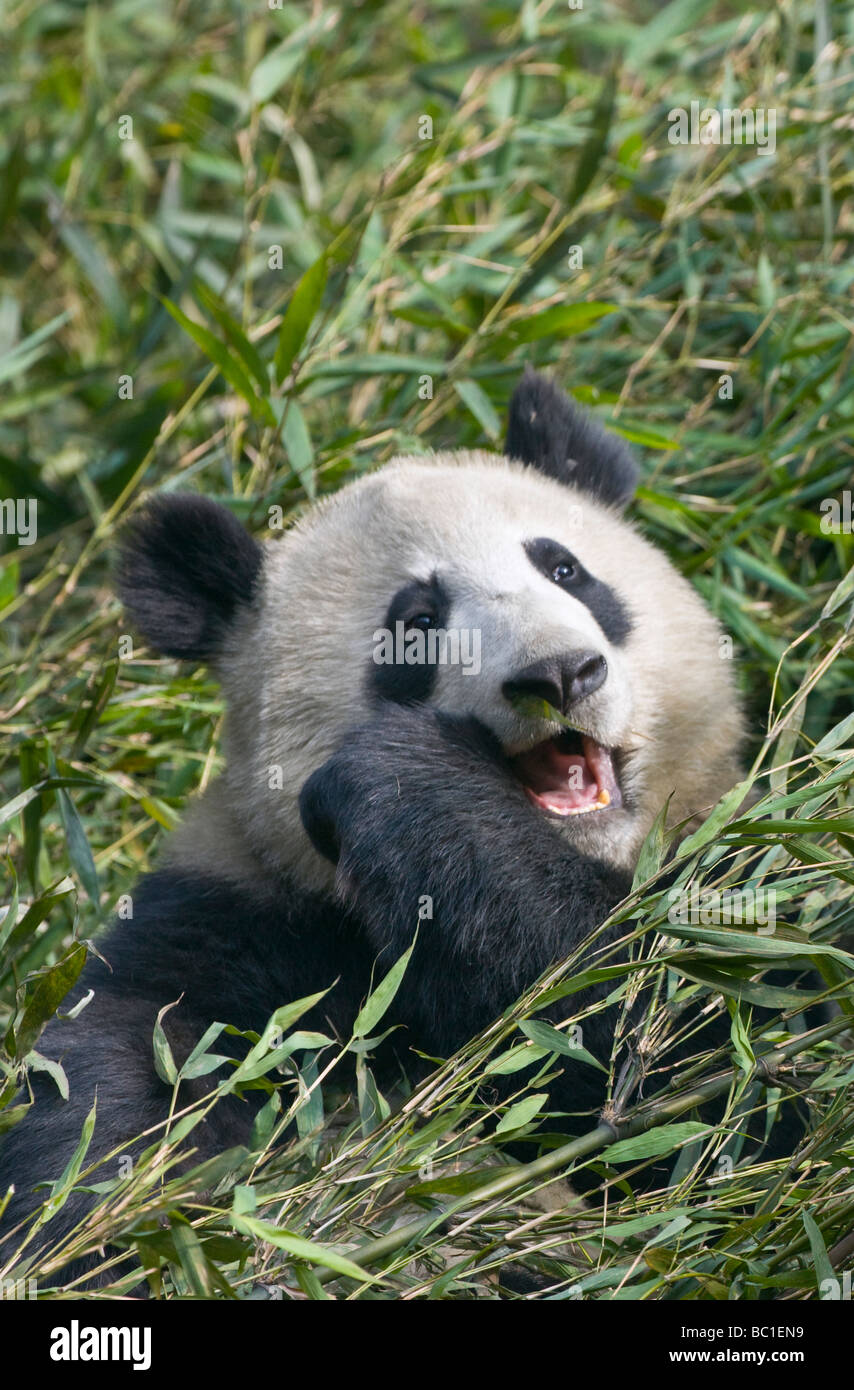 Giant Panda eating bamboo Wolong Panda Reserve Sichuan China Stock Photo