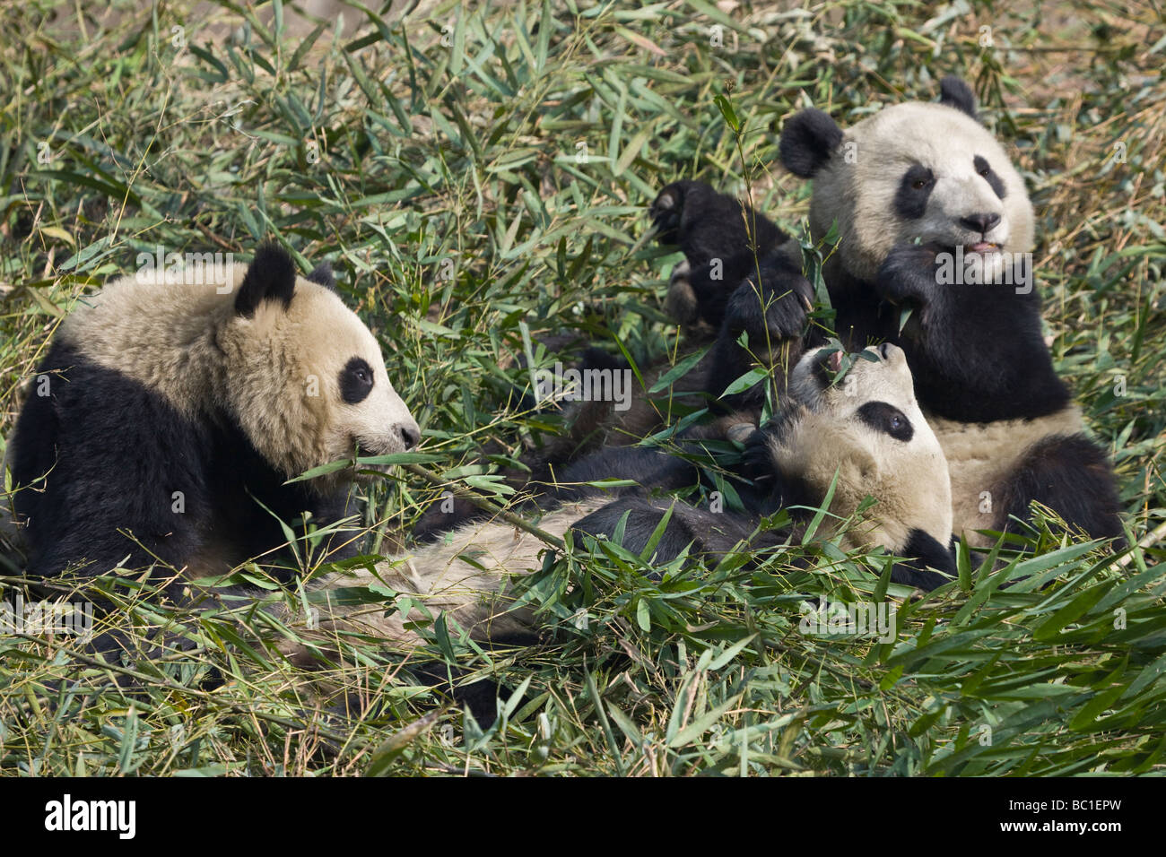 Three Giant Pandas eating bamboo in the bamboo bush Wolong Panda Reserve Sichuan China Stock Photo