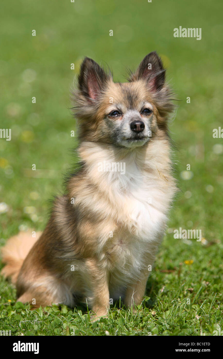 Chihuahua longhaired 11 years old Stock Photo