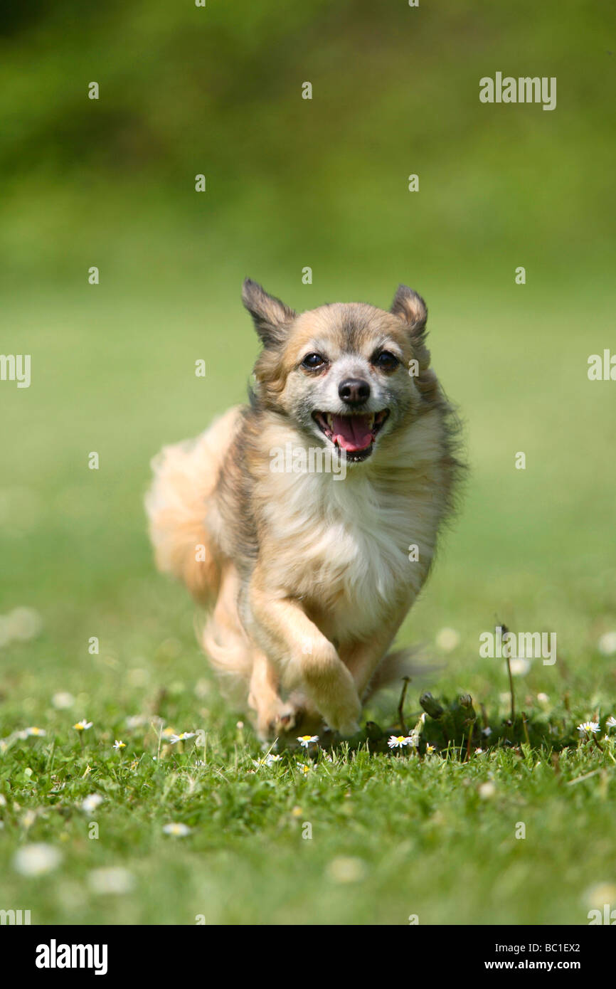 Chihuahua longhaired 11 years old Stock Photo