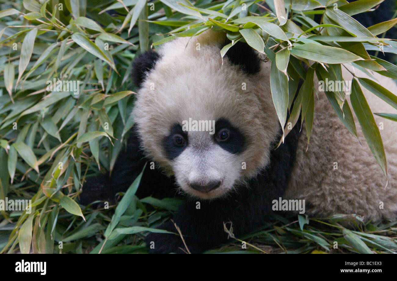 Bush family hi-res stock photography and images - Alamy