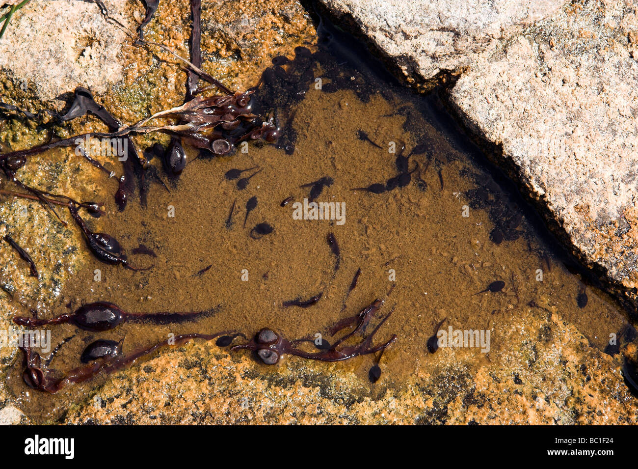 Tadpoles in a rock pool, amphibian, amphibians Stock Photo