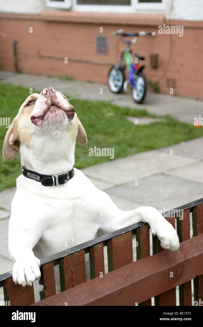 Discover 152+ ring chime dog bark best awesomeenglish.edu.vn