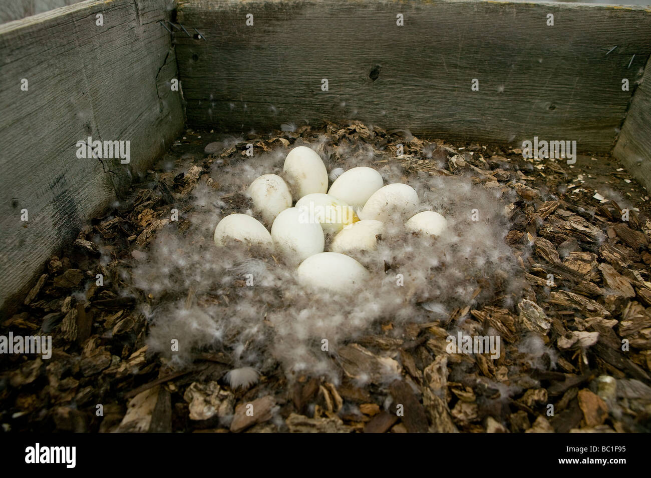 Ten Canada goose (Branta Canadensis) eggs in a nest surrounded by down
