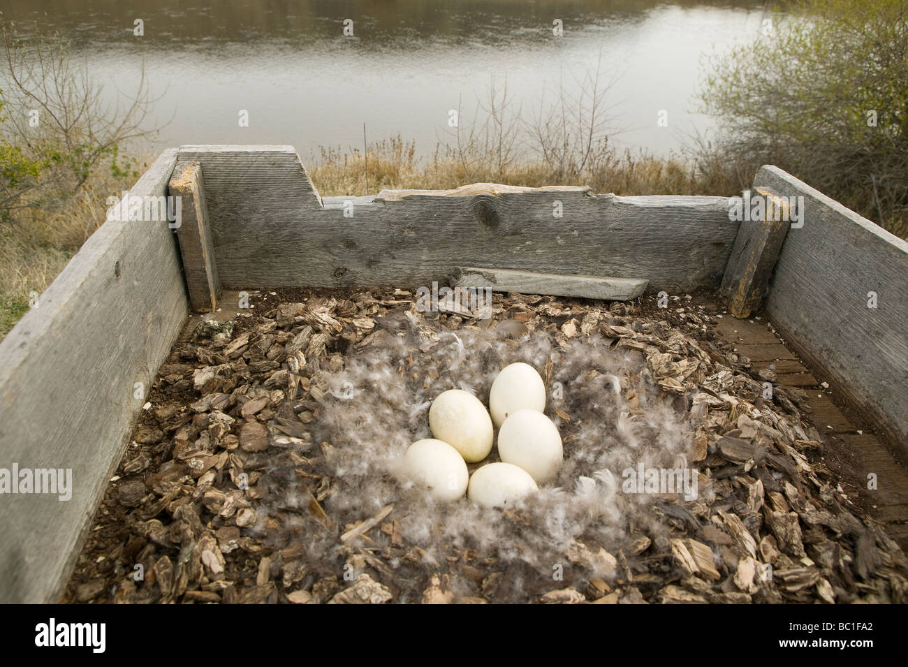 Five Canada goose (Branta Canadensis) eggs in a nest surrounded by down