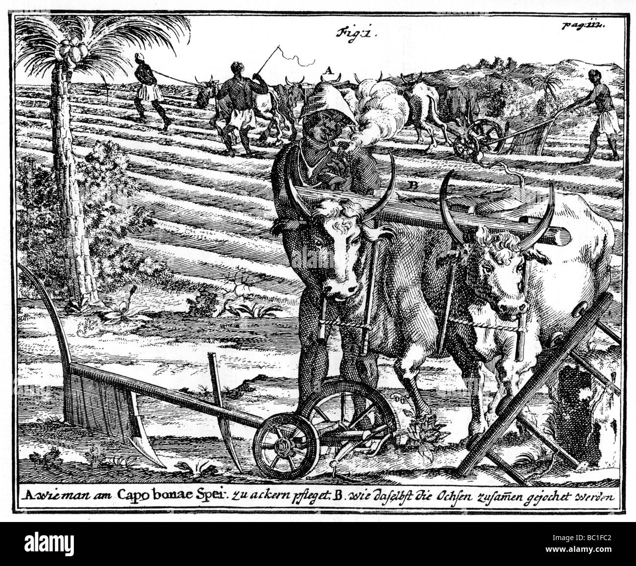 Yoking oxen and ploughing fields, South Africa, 18th century (1931). Artist: Unknown Stock Photo