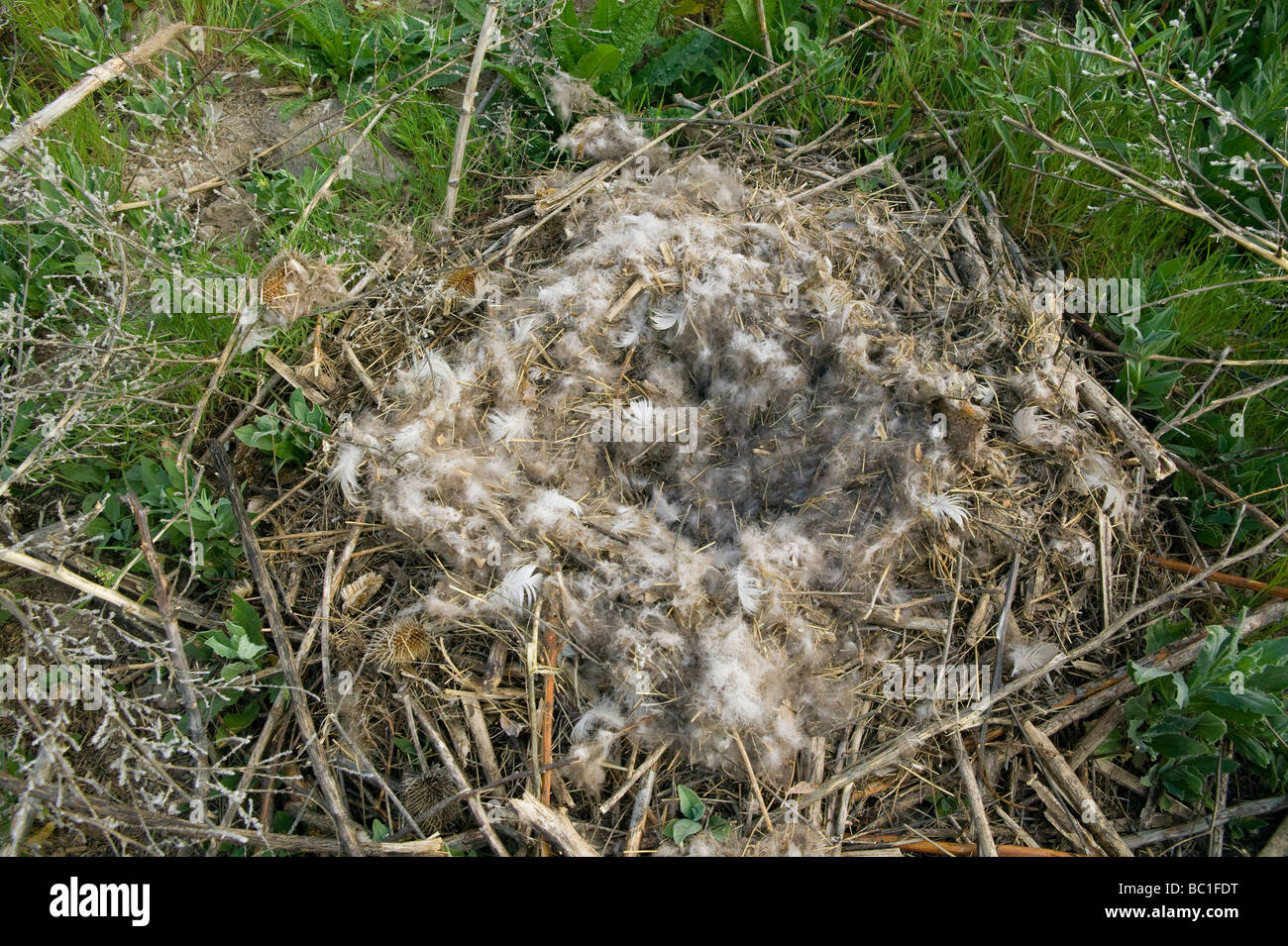 Empty Canada goose (Branta canadensis) nest made with reeds and lined with  down Stock Photo - Alamy