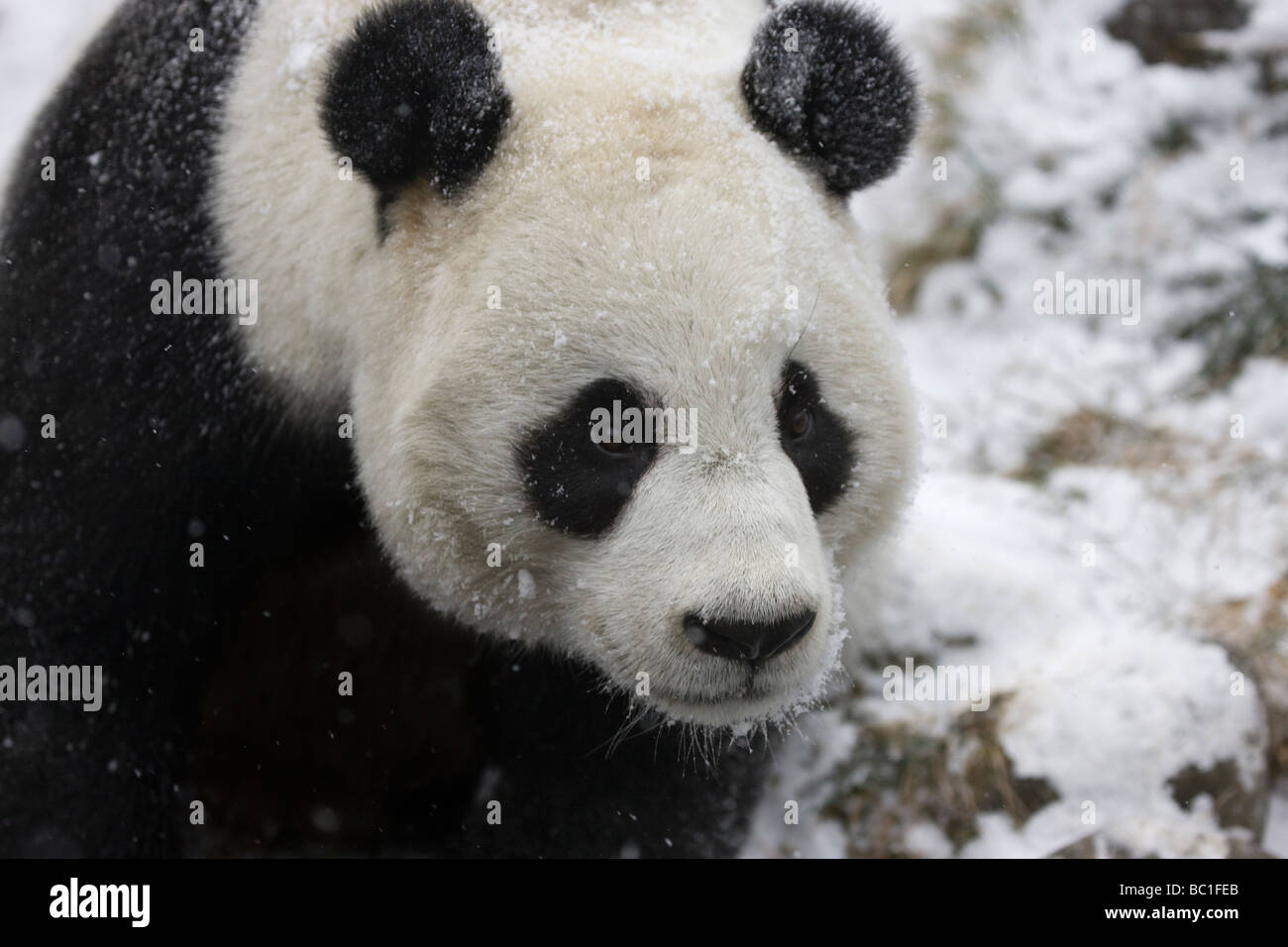 Giant panda on snow Wolong Sichuan China Stock Photo