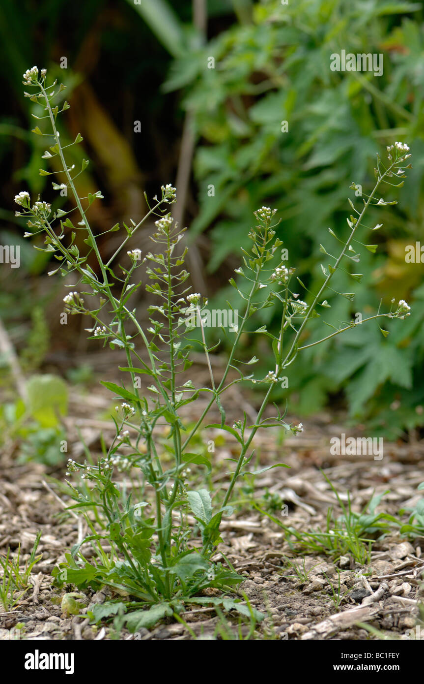 Shepherds purse Capsella bursa pastoris plant flowering and with well formed seedheads Stock Photo