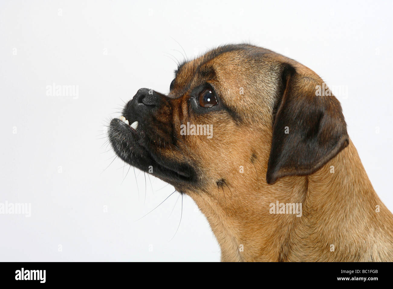 overshot jaw dog in stock