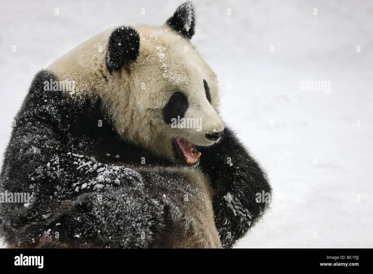 Giant panda on snow Wolong Sichuan China Stock Photo