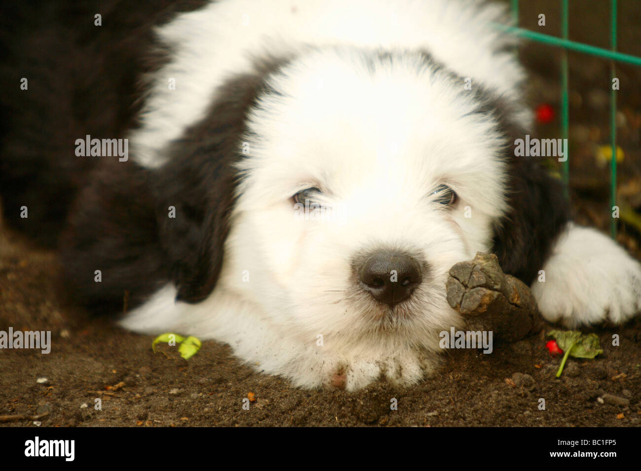 El Viejo Perro Pastor Ingles Mexican English Sheepdog T-Shirt