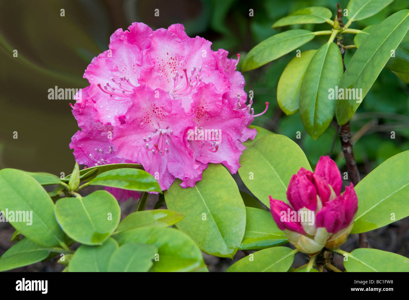 Lavender Rhodesian Lavender rhododendron hi-res stock photography and images - Alamy