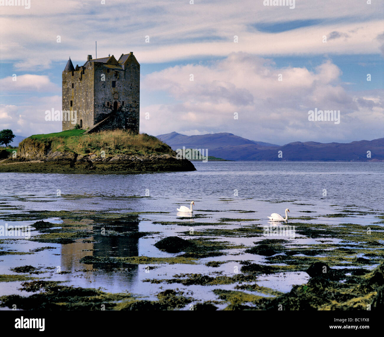 Mute swans paddle by Stalker Castle on Loch Linnhe in the NW Highlands of Scotland Stock Photo