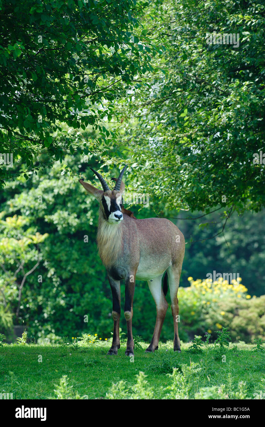 Roan Antelope (Hippotragus equinus) Stock Photo