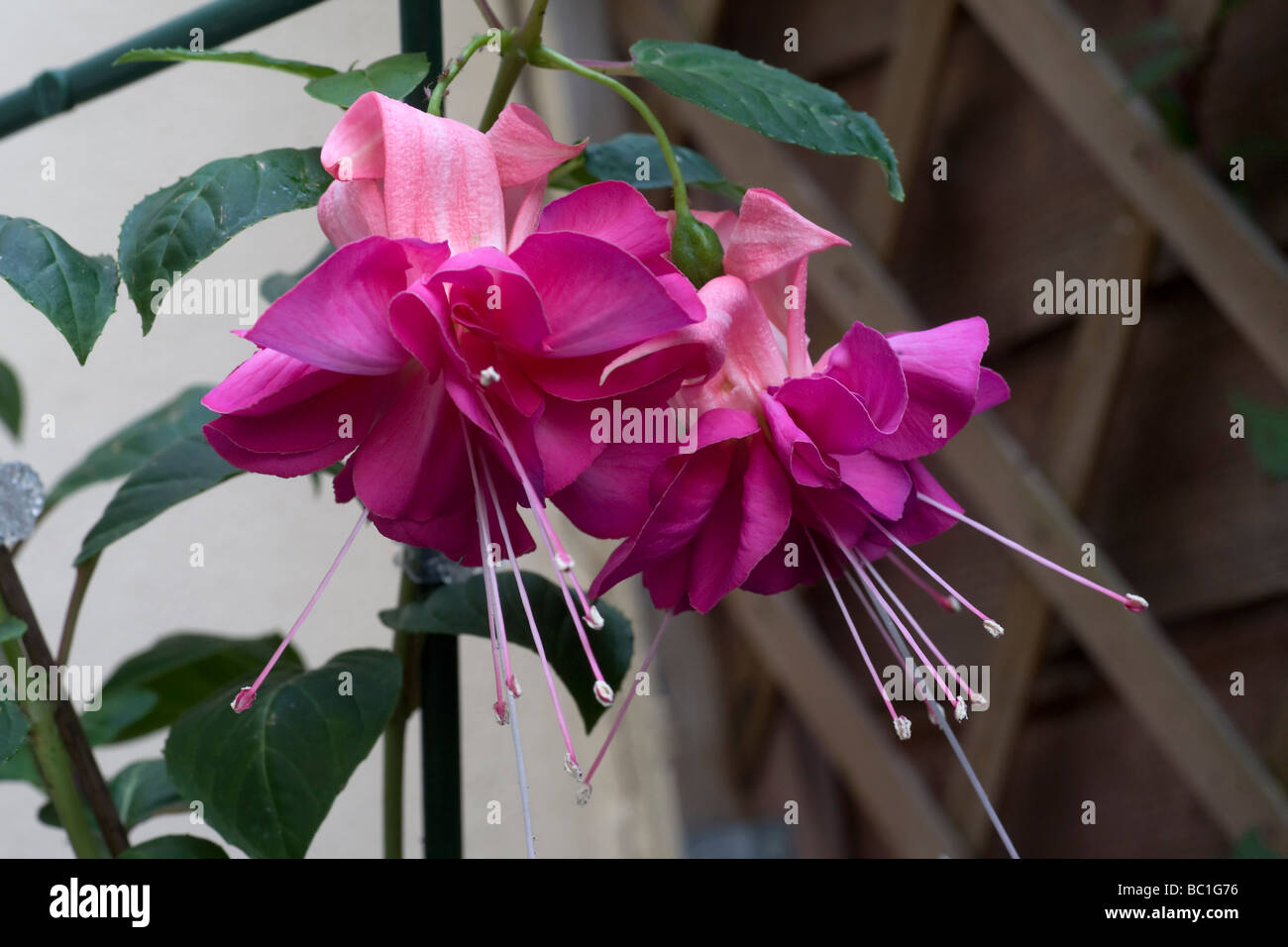 Fushia "Bella Rosella" flowers Stock Photo - Alamy