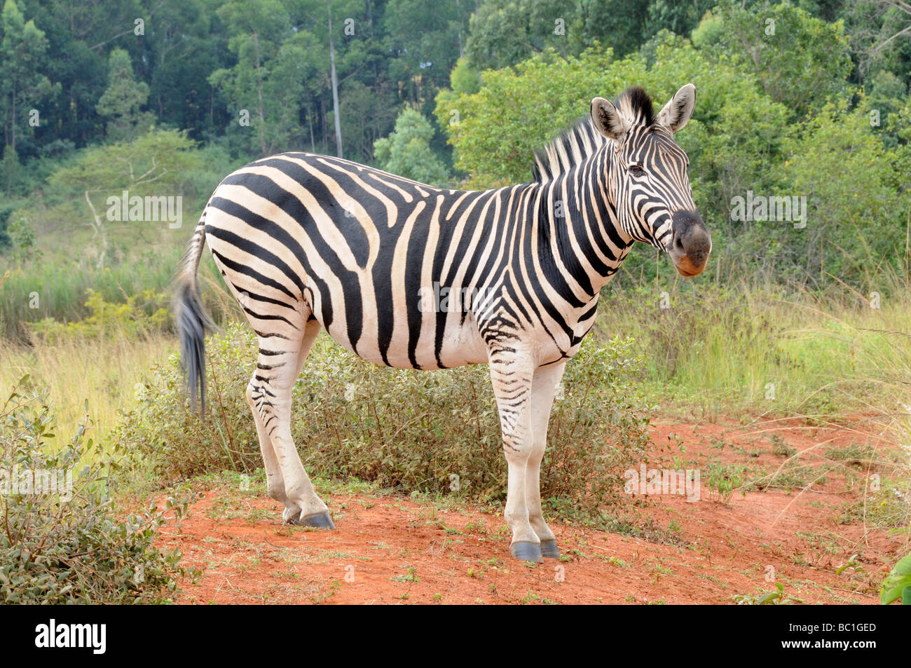 Zebra Burchells equus Mlilwane Wildlife Sanctuary Swaziland South Africa Stock Photo