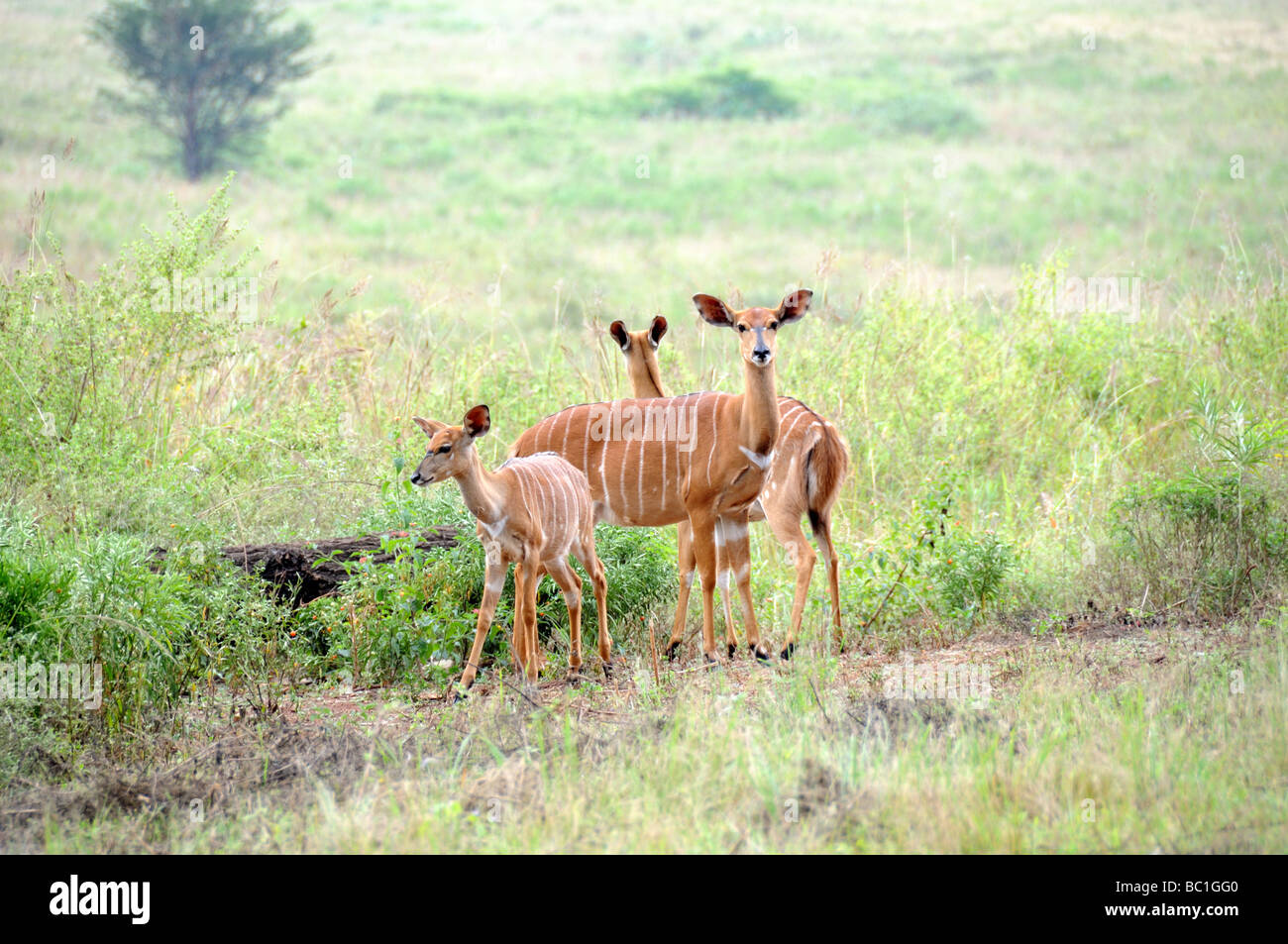 Nyala in long grass Mlilwane Wildlife Sanctuary Swaziland South Africa Stock Photo