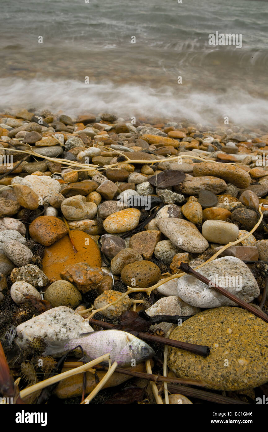 A small dead fish lies in the flotsam line with other debris on the rocky shore of a freshwater lake Stock Photo