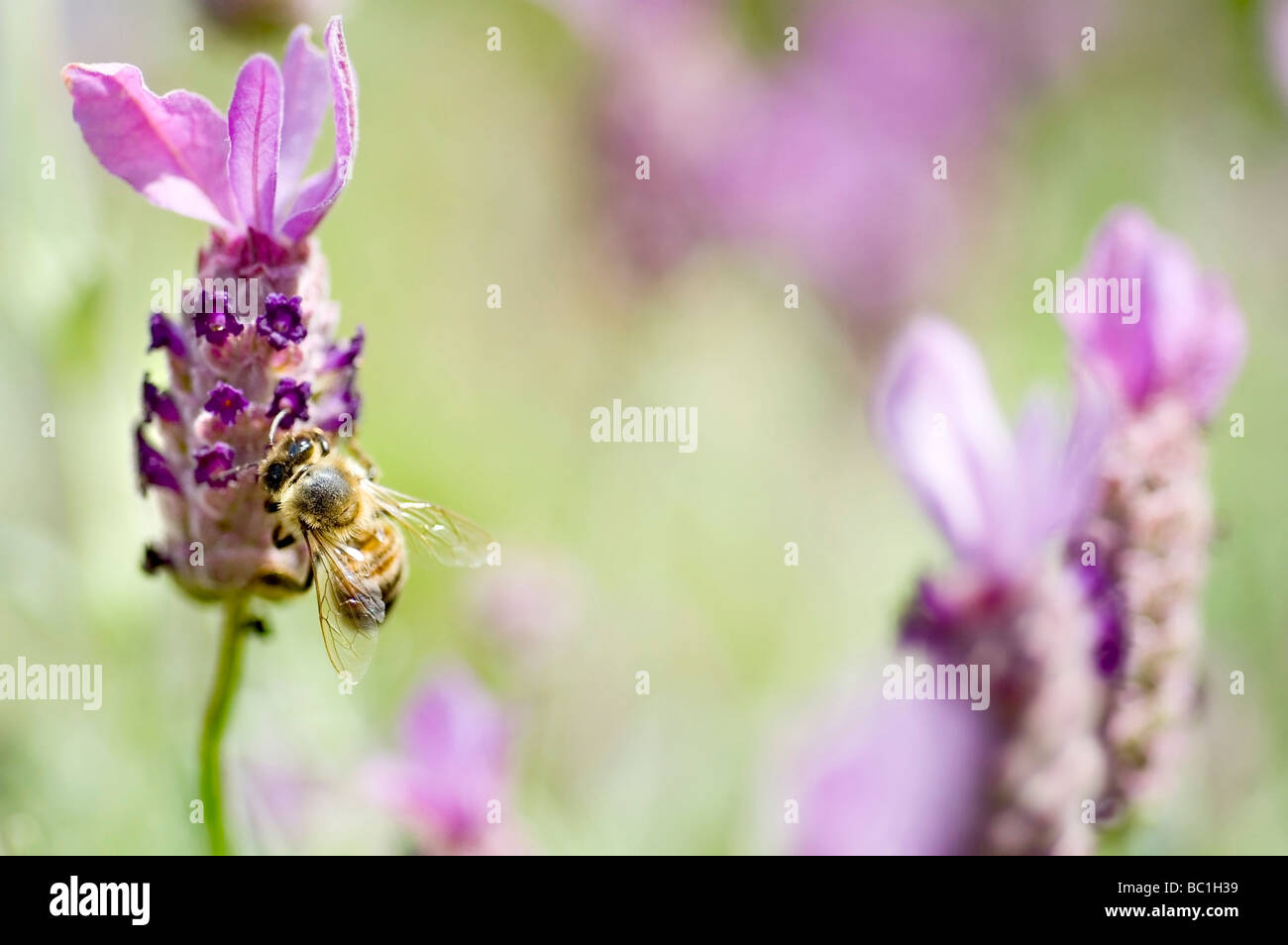 Honey Bee on French Lavender Stock Photo Alamy