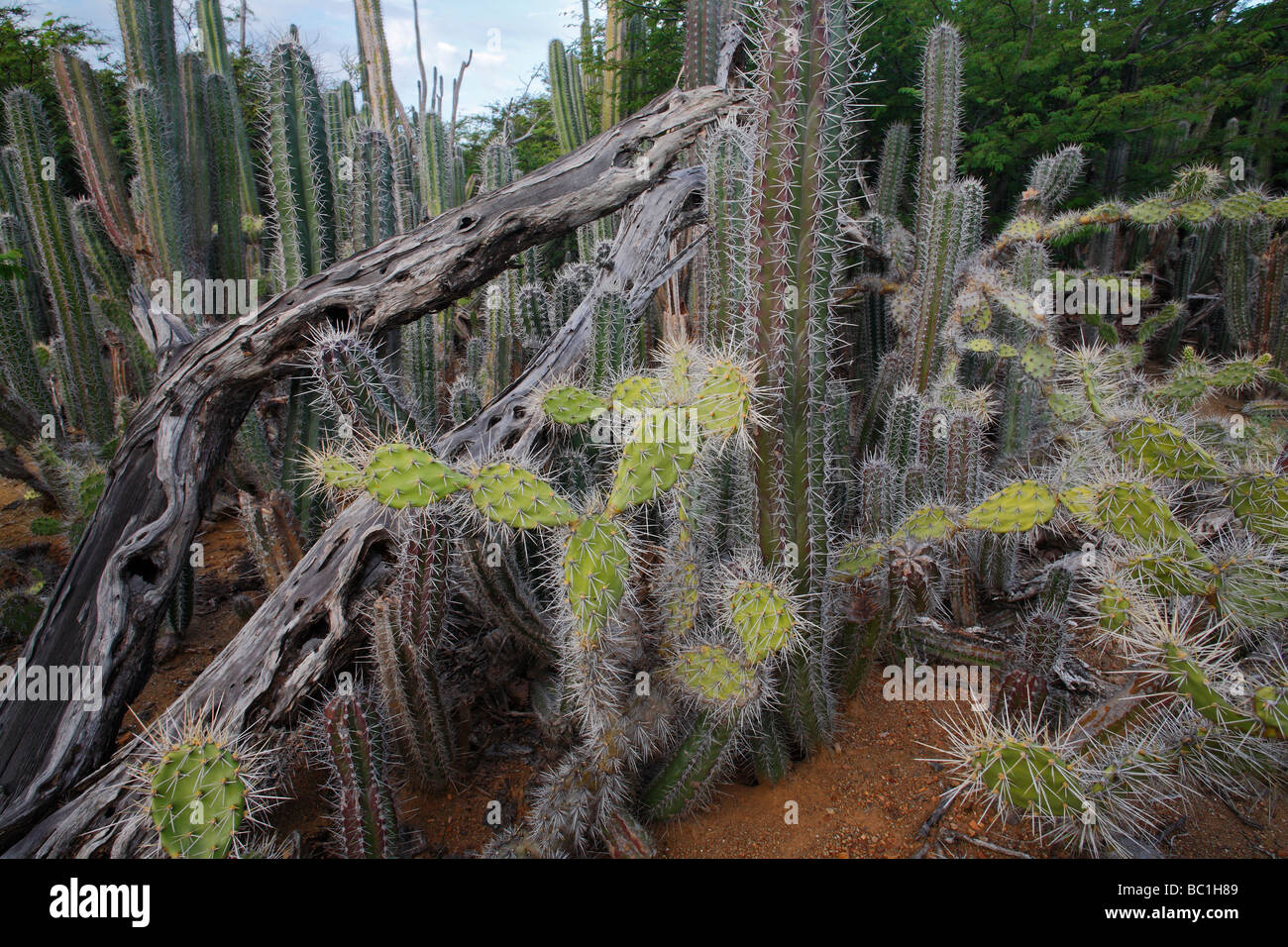 Cactus thicket including Candle Cactus Ritterocereus griseus and Prickly Pear Cactus Opuntia wentiana Stock Photo