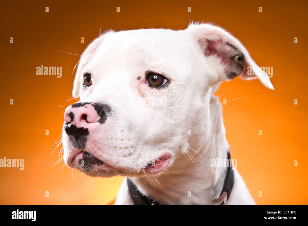 barbara green staffie rescue