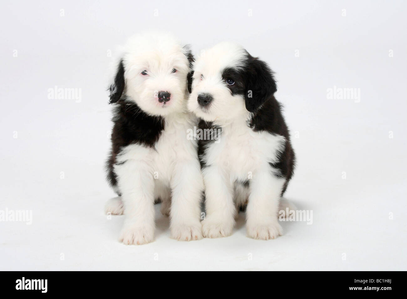 Puppy Of Old English Sheepdog In Snowy Field Stock Photo, Picture and  Royalty Free Image. Image 11977457.