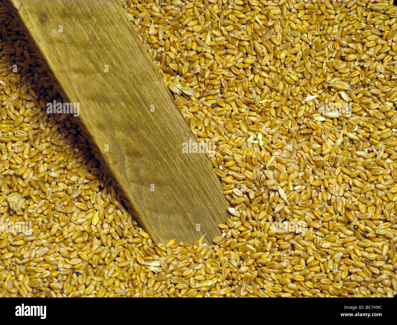 bucket full of dry wheat grains Stock Photo Alamy