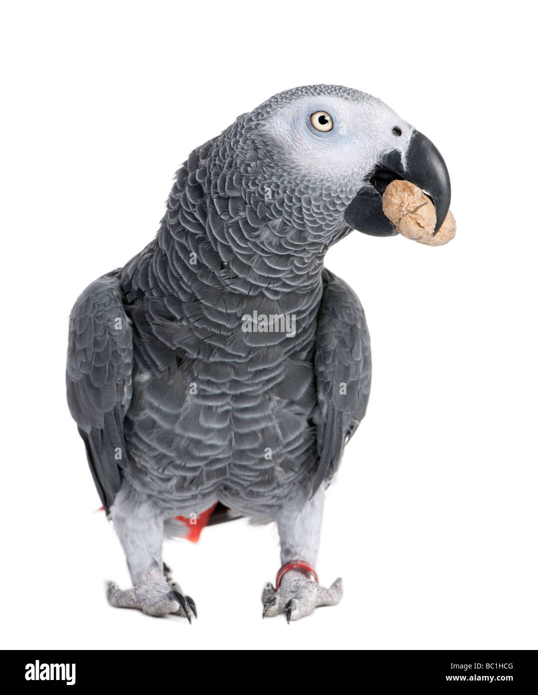 African Grey Parrot eating a peanut Psittacus erithacus in front of a white background Stock Photo