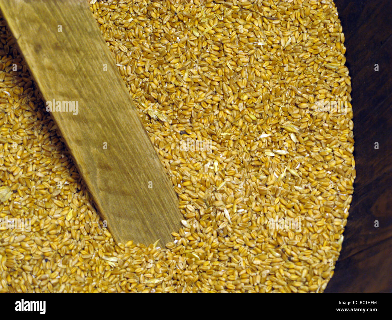 bucket full of dry wheat grains Stock Photo Alamy