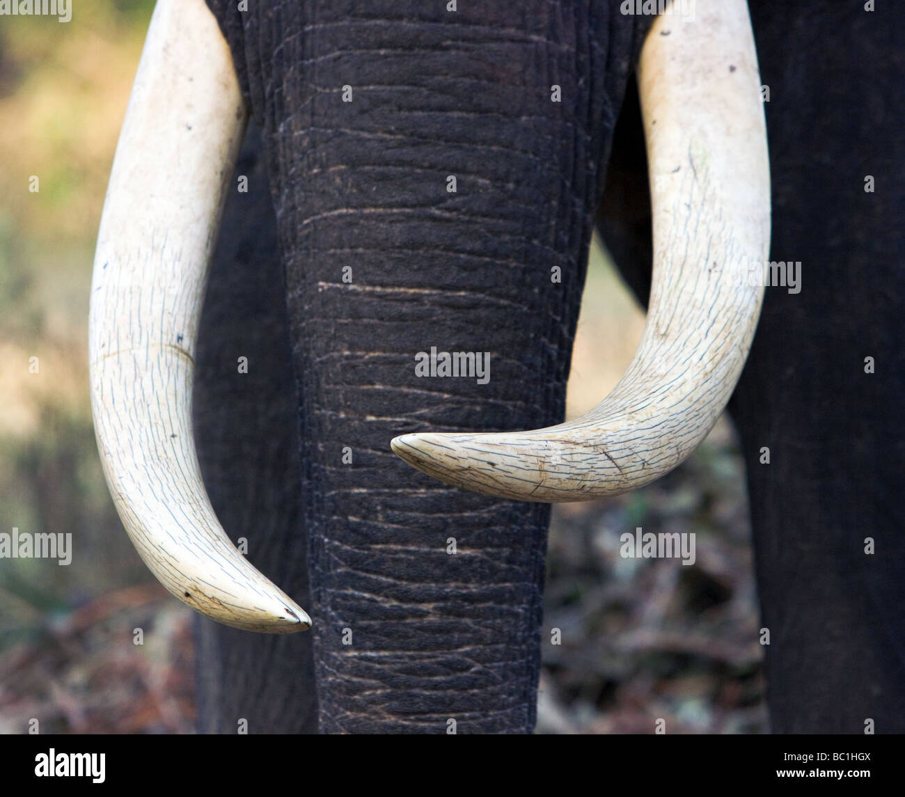 Indian elephant tusks Stock Photo