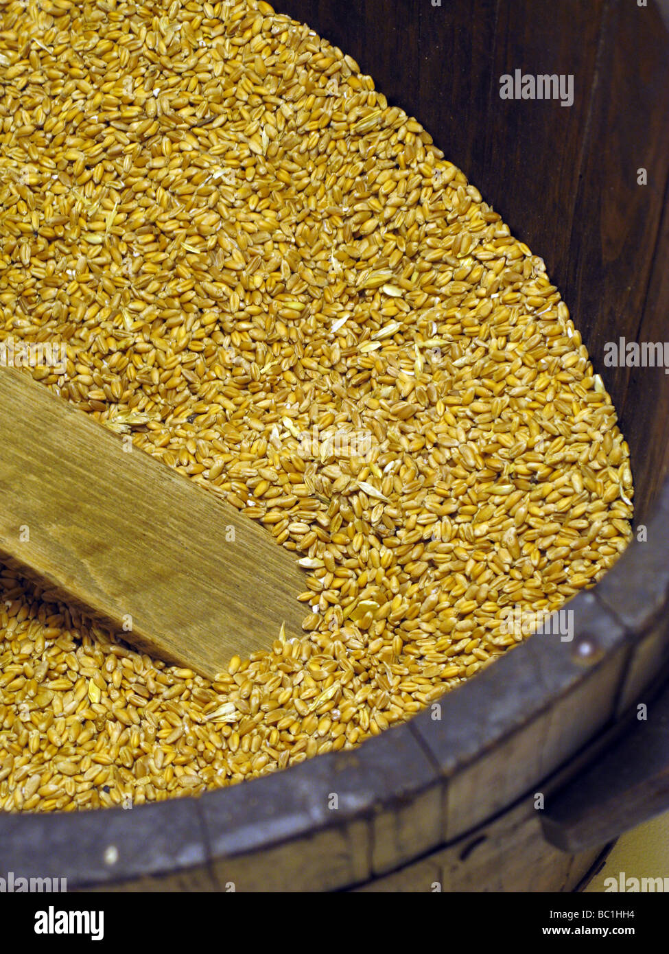 bucket full of dry wheat grains Stock Photo Alamy
