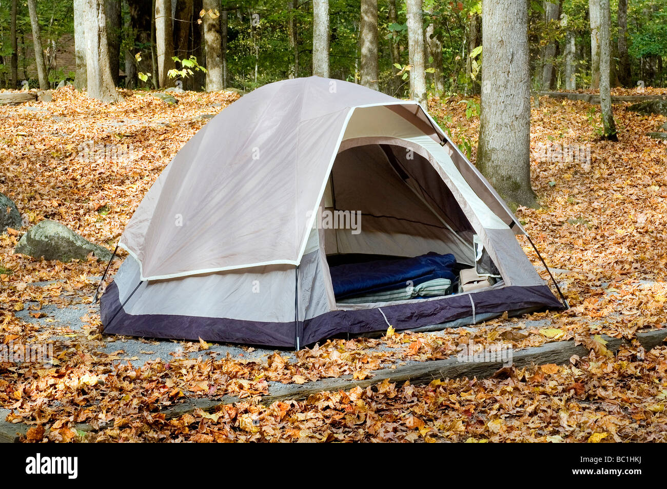 Tent Camping in the forest Stock Photo - Alamy