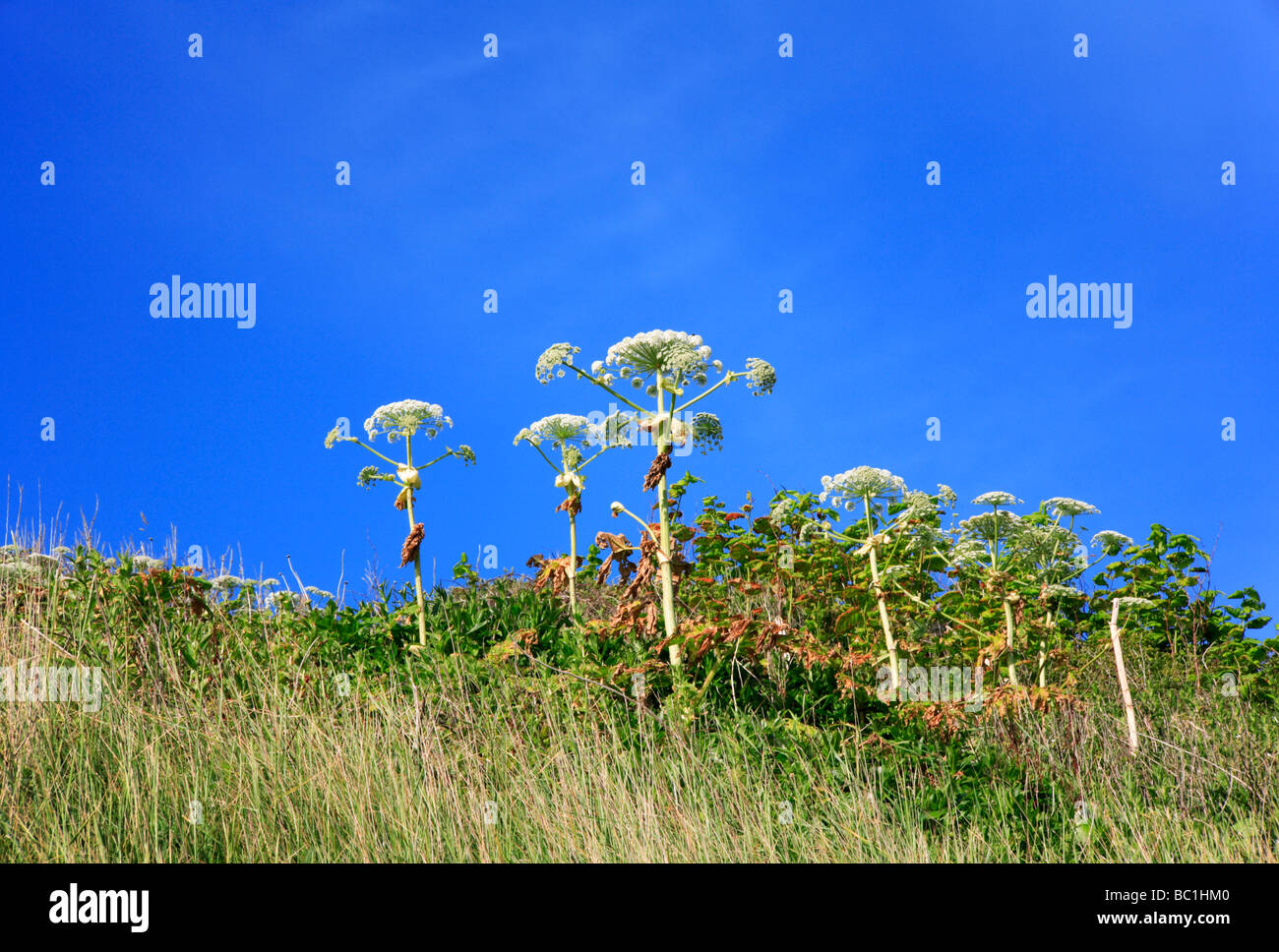 Giant Hogweed Heracleum mantegazzianum growing near cliff top at Overstrand, Norfolk, United Kingdom. Stock Photo