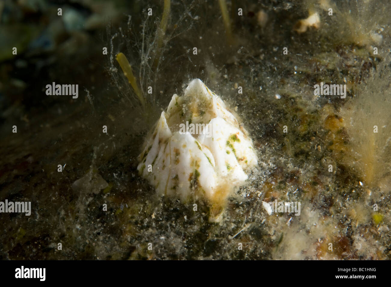 Bay barnacle, (Balanus improvisus), Sweden Stock Photo