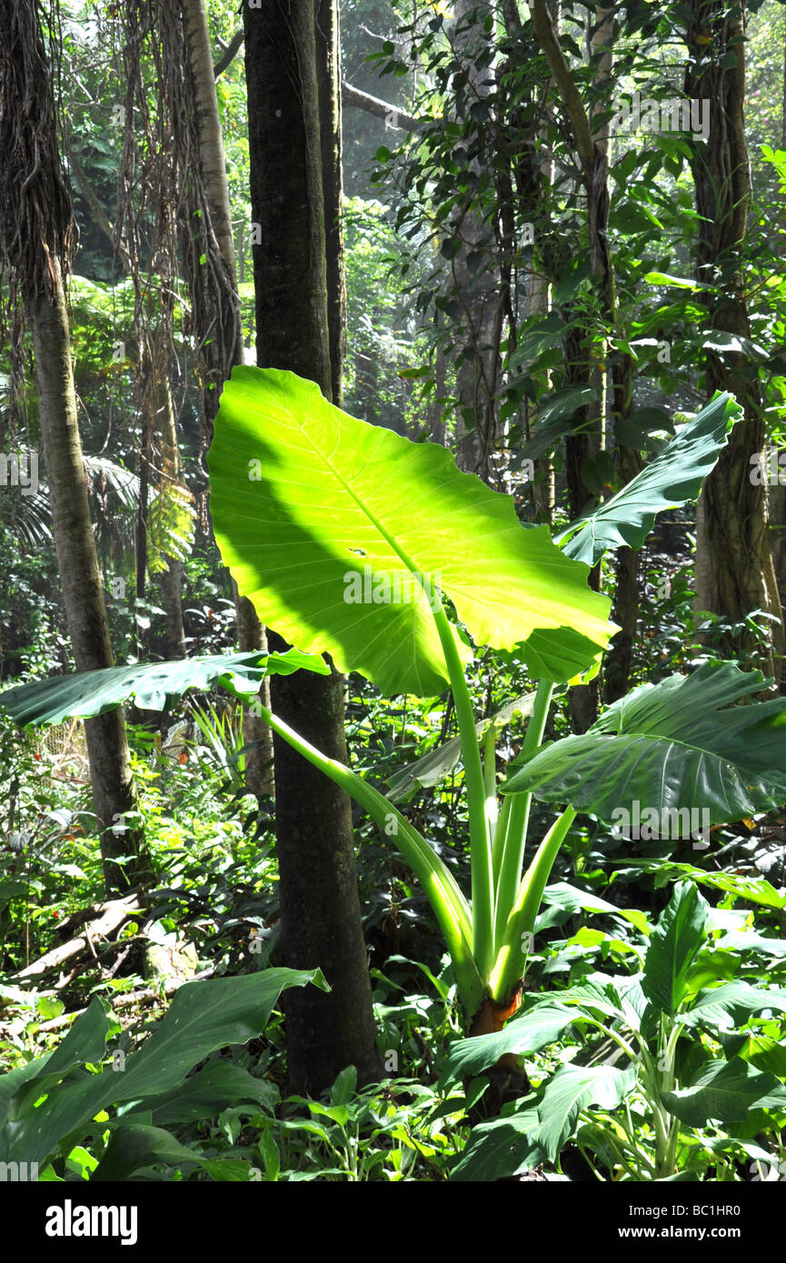 Elephant ear plant in a tropical forest on the Big Island of Hawaii. Stock Photo