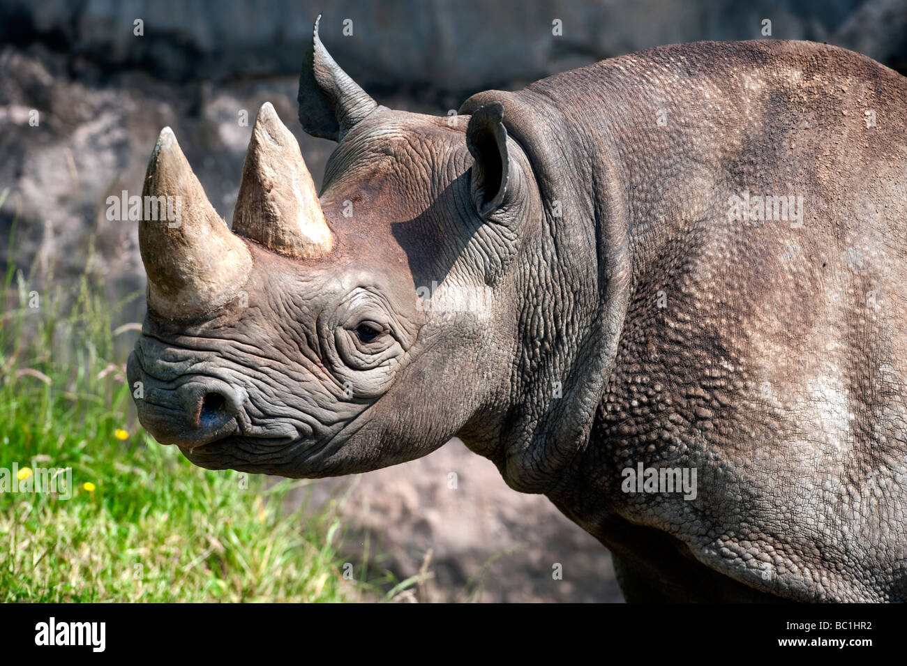 Black Rhinoceros (Diceros bicornis) Stock Photo
