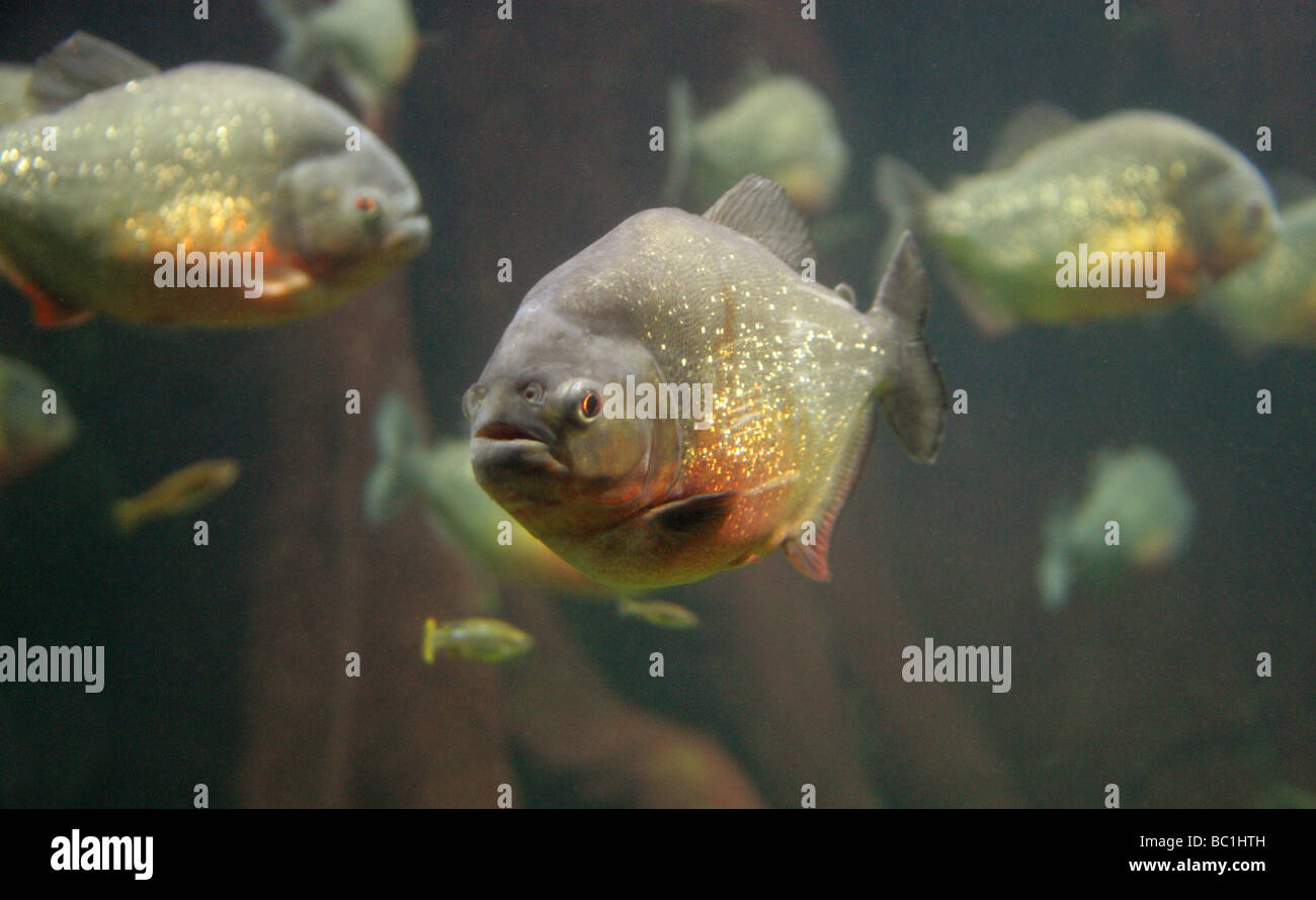 Red-bellied Piranha, Pygocentrus nattereri, South American Freshwater Fish. Stock Photo