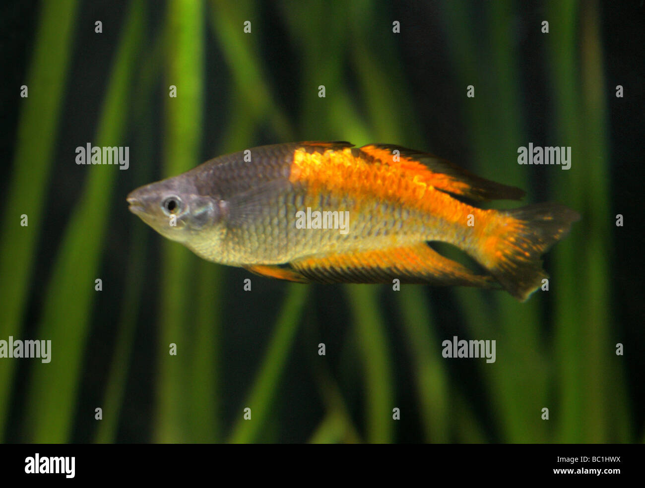 Parkinson's Rainbow Fish, Melanotaenia Parkinsoni, Melanotaeniidae, Atheriniformes, New Guinea. Stock Photo