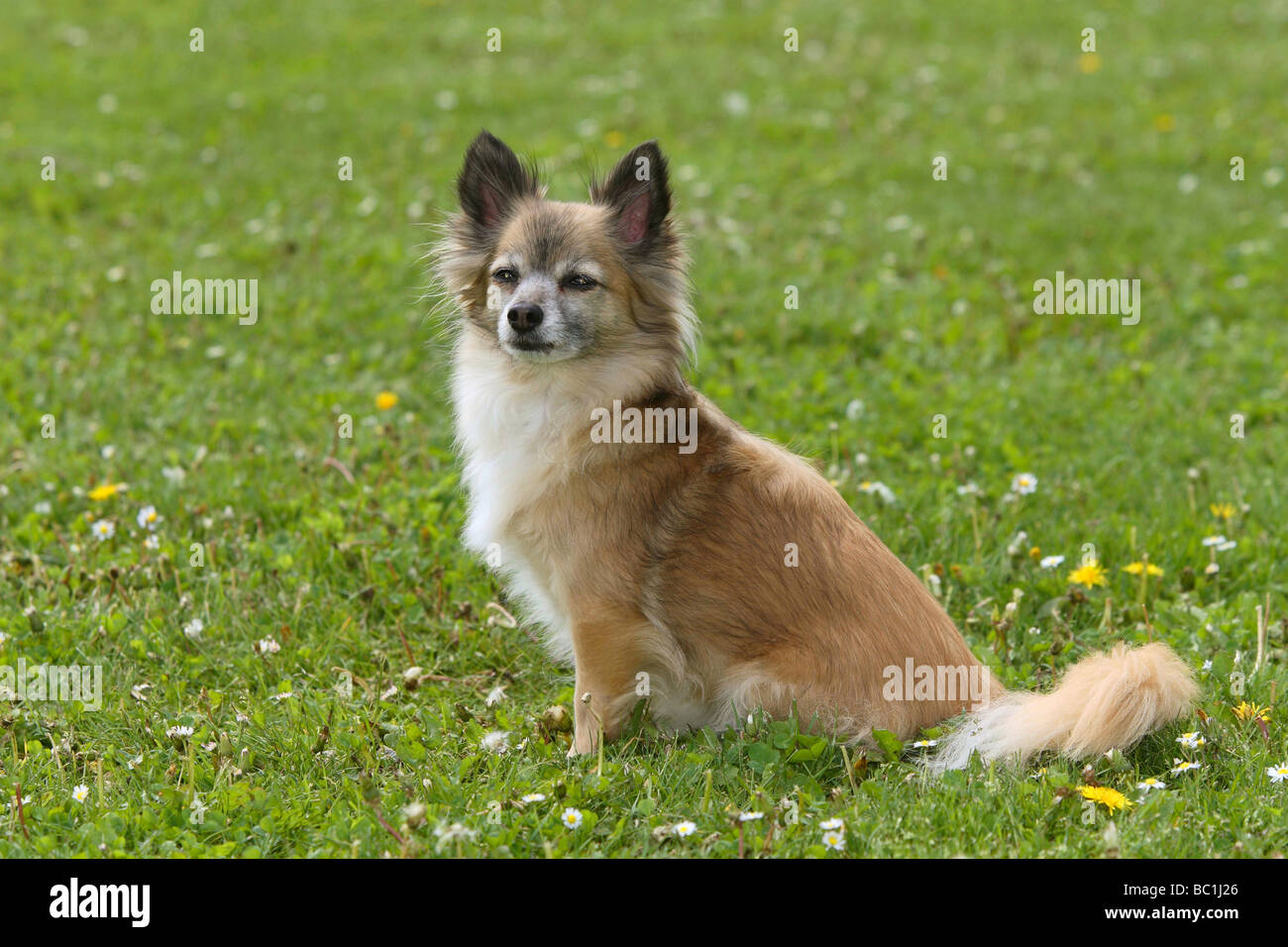 Chihuahua longhaired 11 years old side Stock Photo