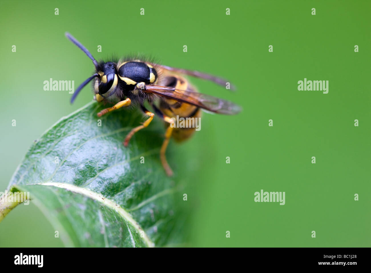 Common wasp - Vespula vulgaris UK Stock Photo