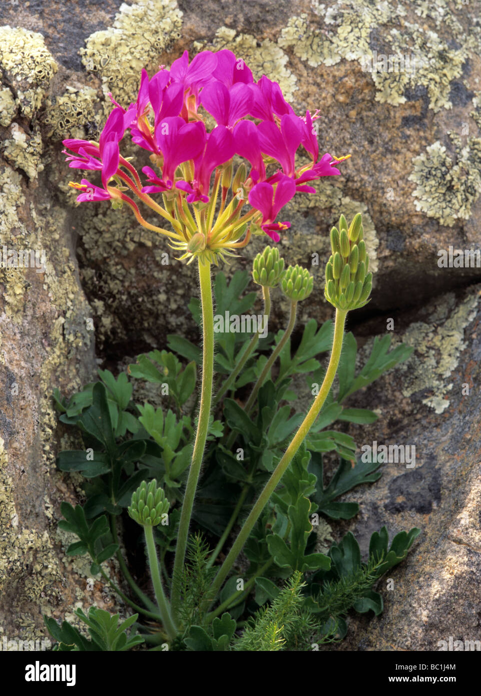 Africa, South Africa,  Northern Cape Province, Namaqualand. Purple Pelargonium incrassatum (Geraniaceae family) wildflower. Stock Photo