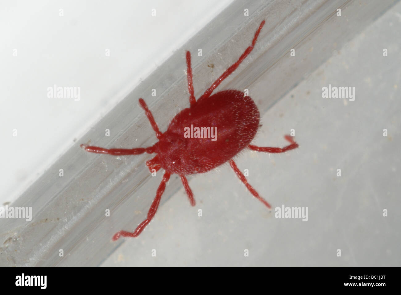 Adult red velvet mite Eutrombidium rostratus Stock Photo