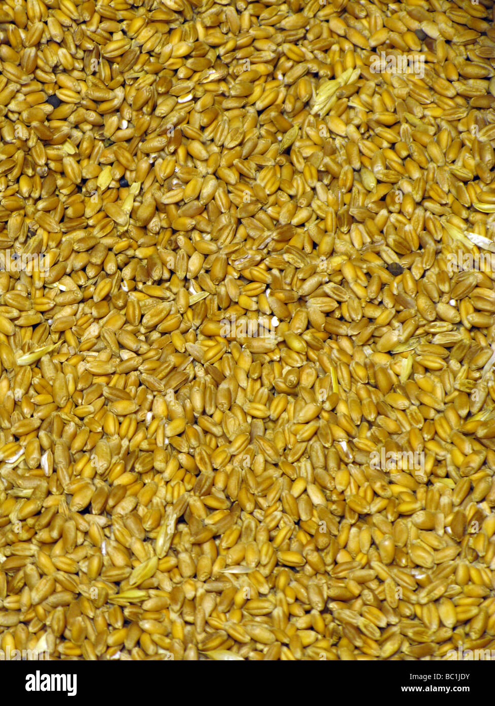 bucket full of dry wheat grains Stock Photo Alamy