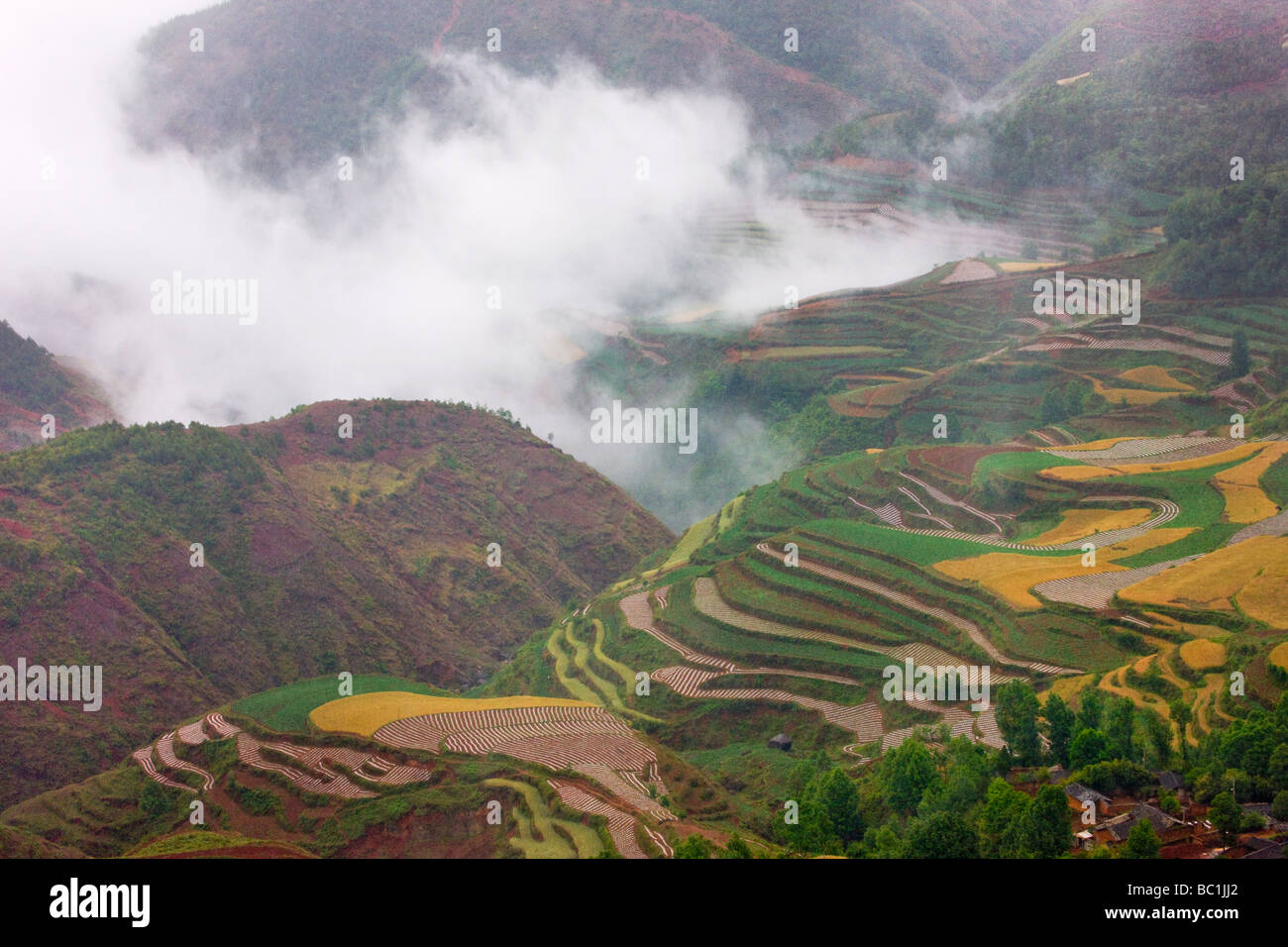 Red soil farmland of wheat in the mountain Yunnan China Stock Photo