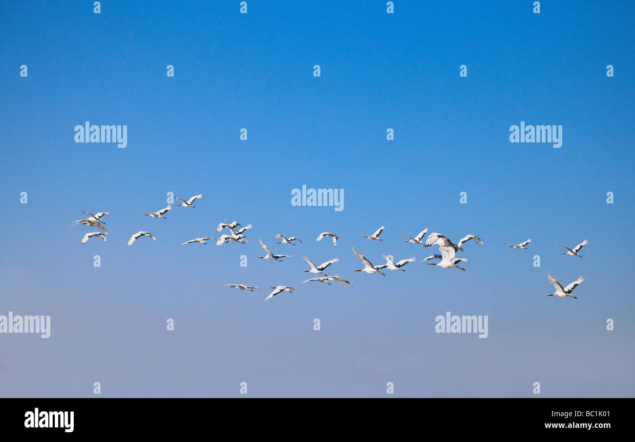 Red crowned cranes flying Zhalong Nature Reserve Heilongjiang China Stock Photo