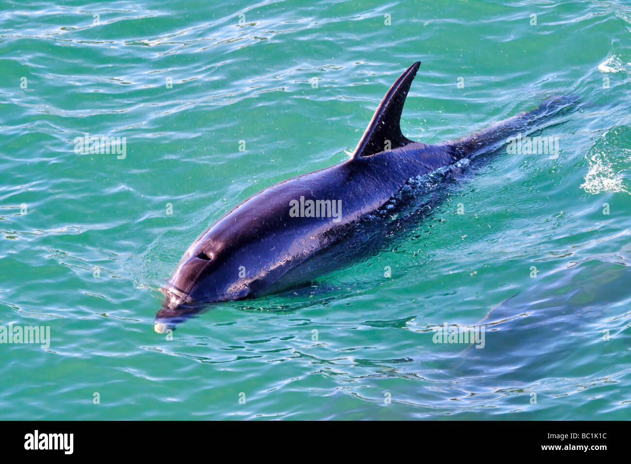 Dolphin blowhole hires stock photography and images Alamy