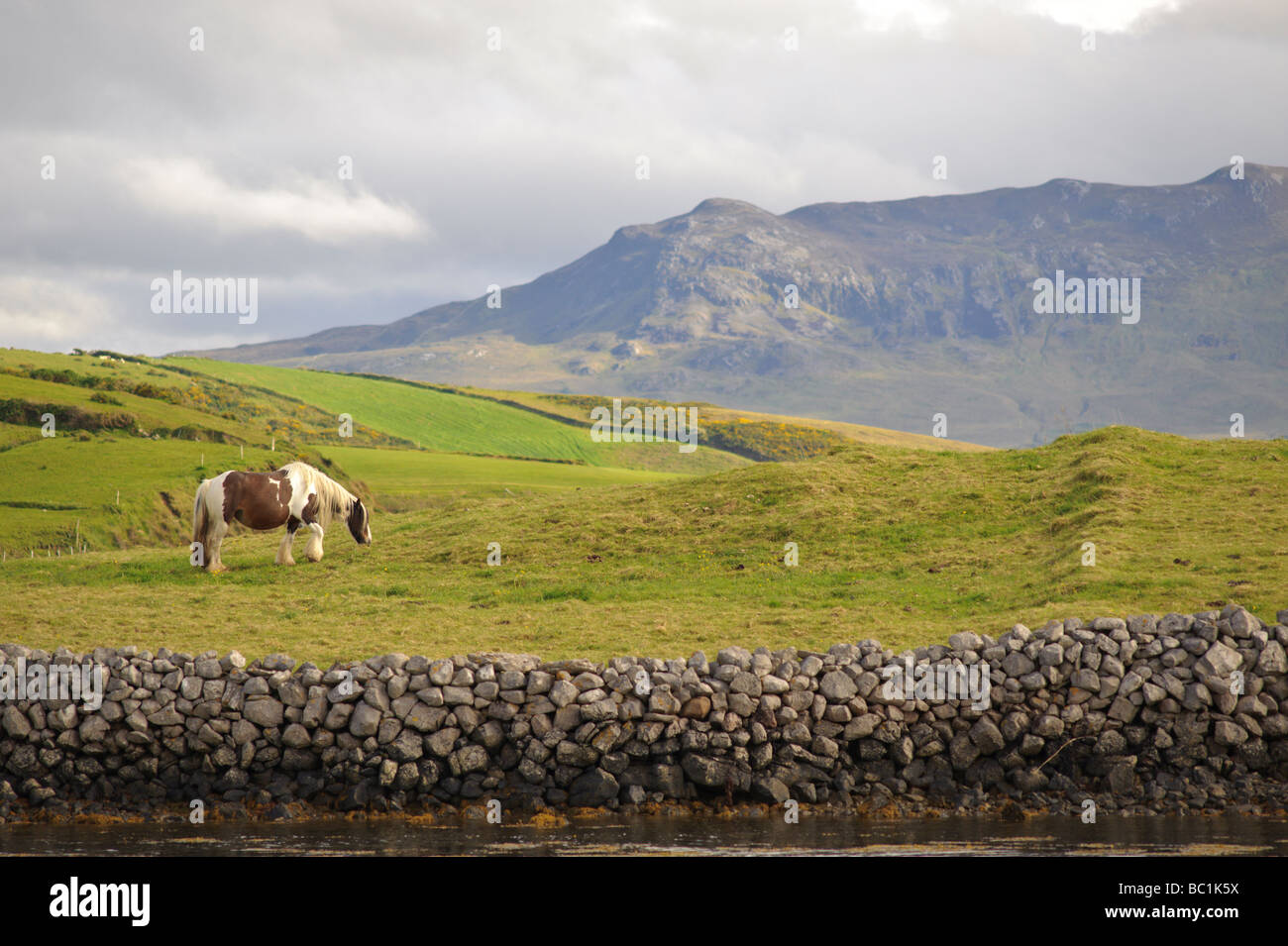 Irish horses at pasture on the hills of Clew Bay near Kilmeena County Mayo Ireland at sunset with part of Croagh Patrick visible Stock Photo